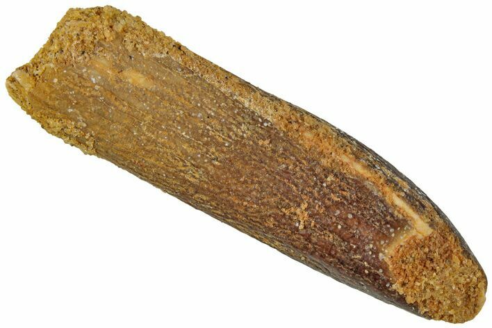 Fossil Sauropod Dinosaur (Titanosaur?) Tooth - Morocco #230664